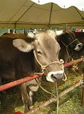 FieraBestiane (52)